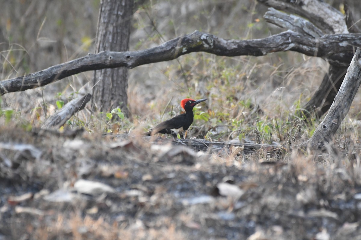 White-bellied Woodpecker - ML646846331