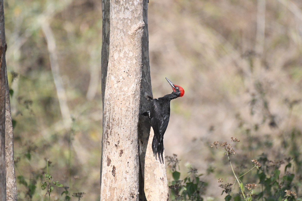 White-bellied Woodpecker - ML646846332