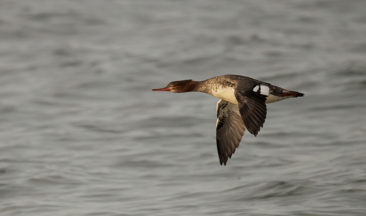 Red-breasted Merganser - ML646846333