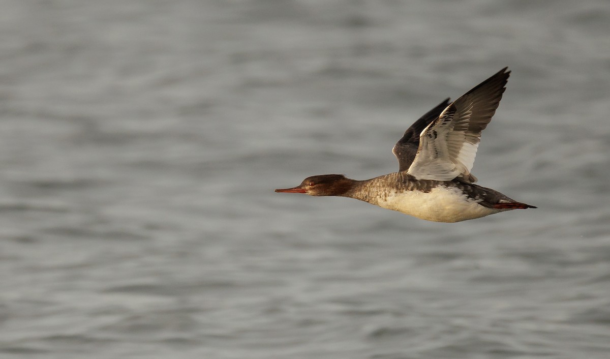 Red-breasted Merganser - ML646846334