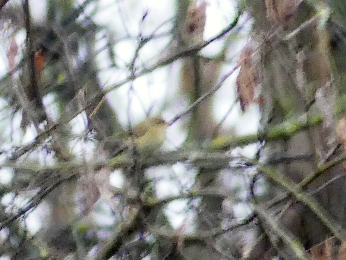 Common Chiffchaff - ML646846335