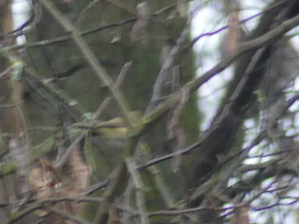 Common Chiffchaff - ML646846336