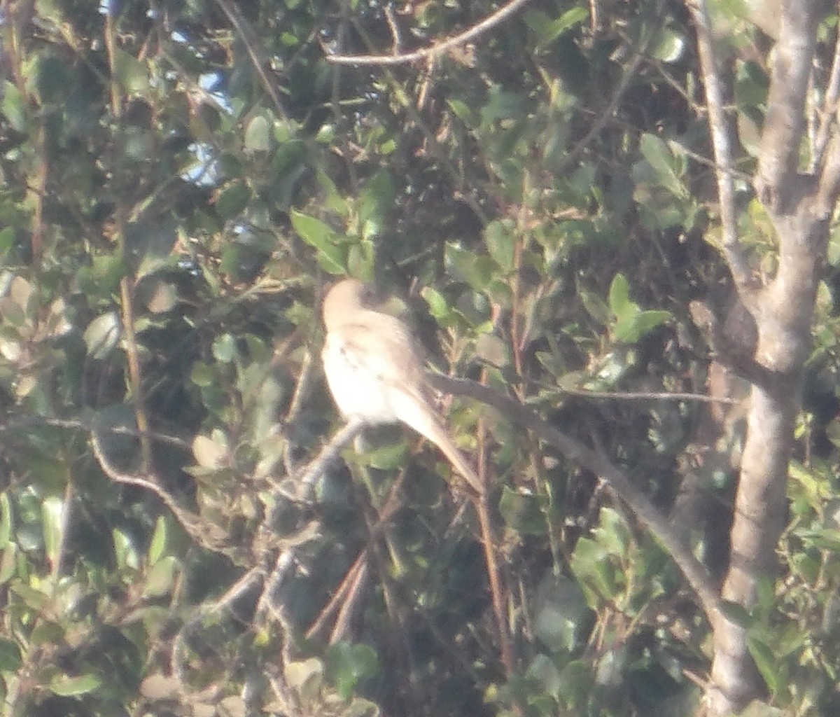 Isabelline Shrike - ML646846342