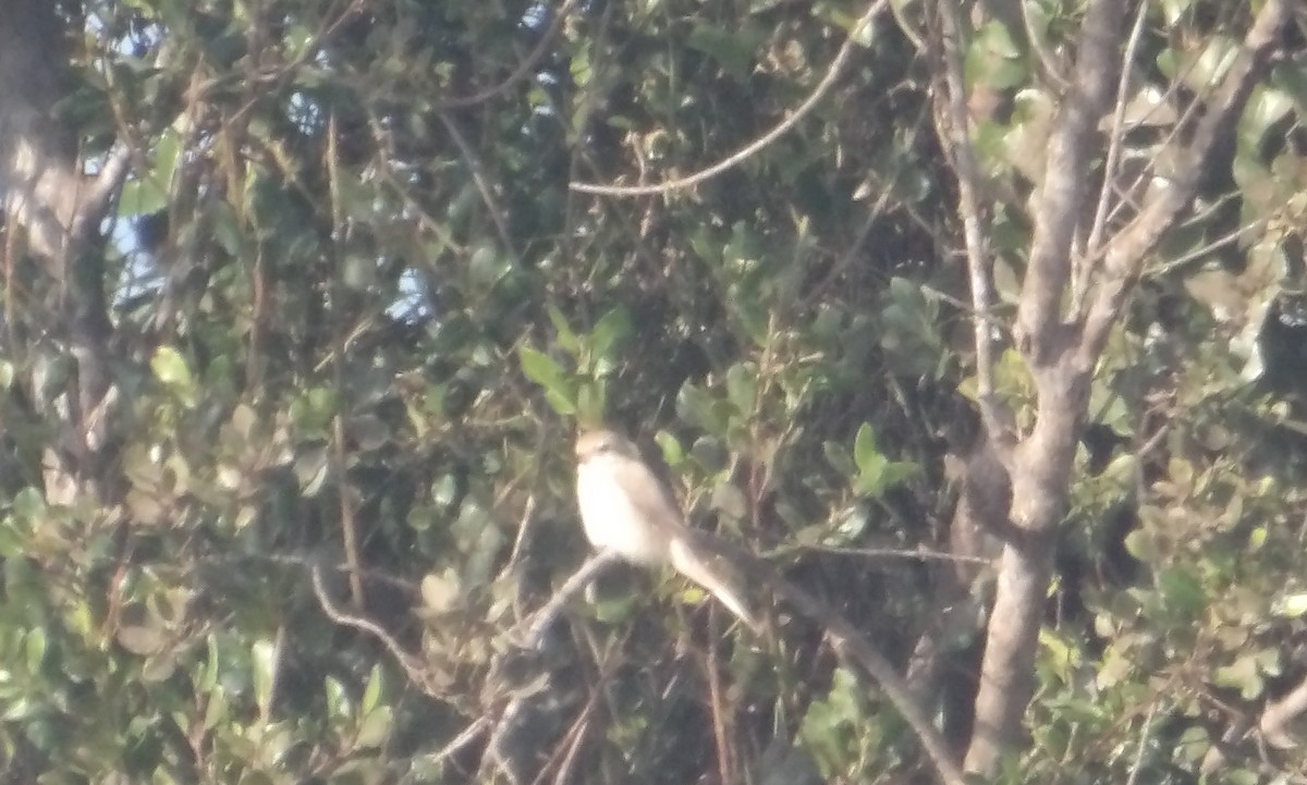 Isabelline Shrike - ML646846343