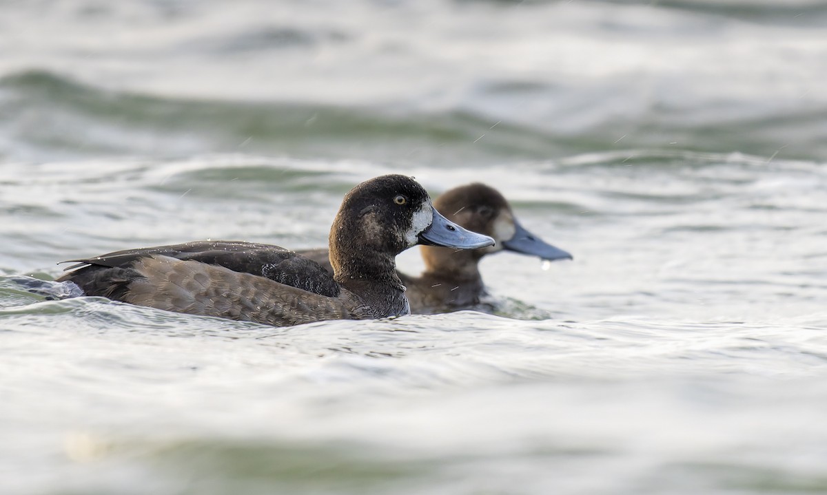 Greater Scaup - ML646846344