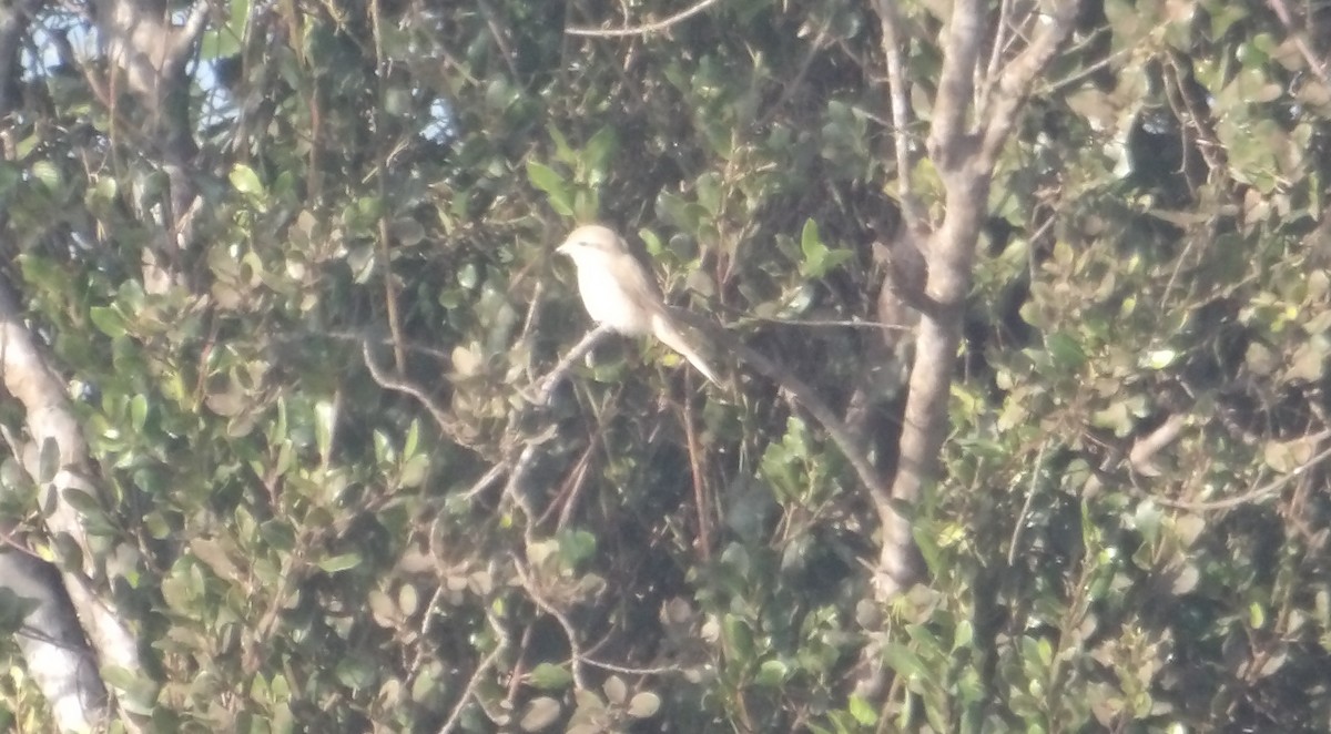 Isabelline Shrike - ML646846345