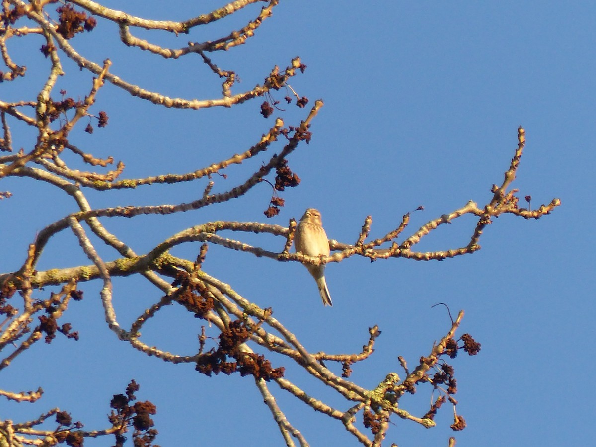 Eurasian Linnet - ML646846356