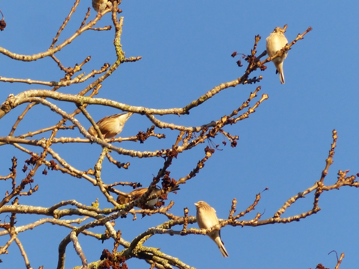 Eurasian Linnet - ML646846358