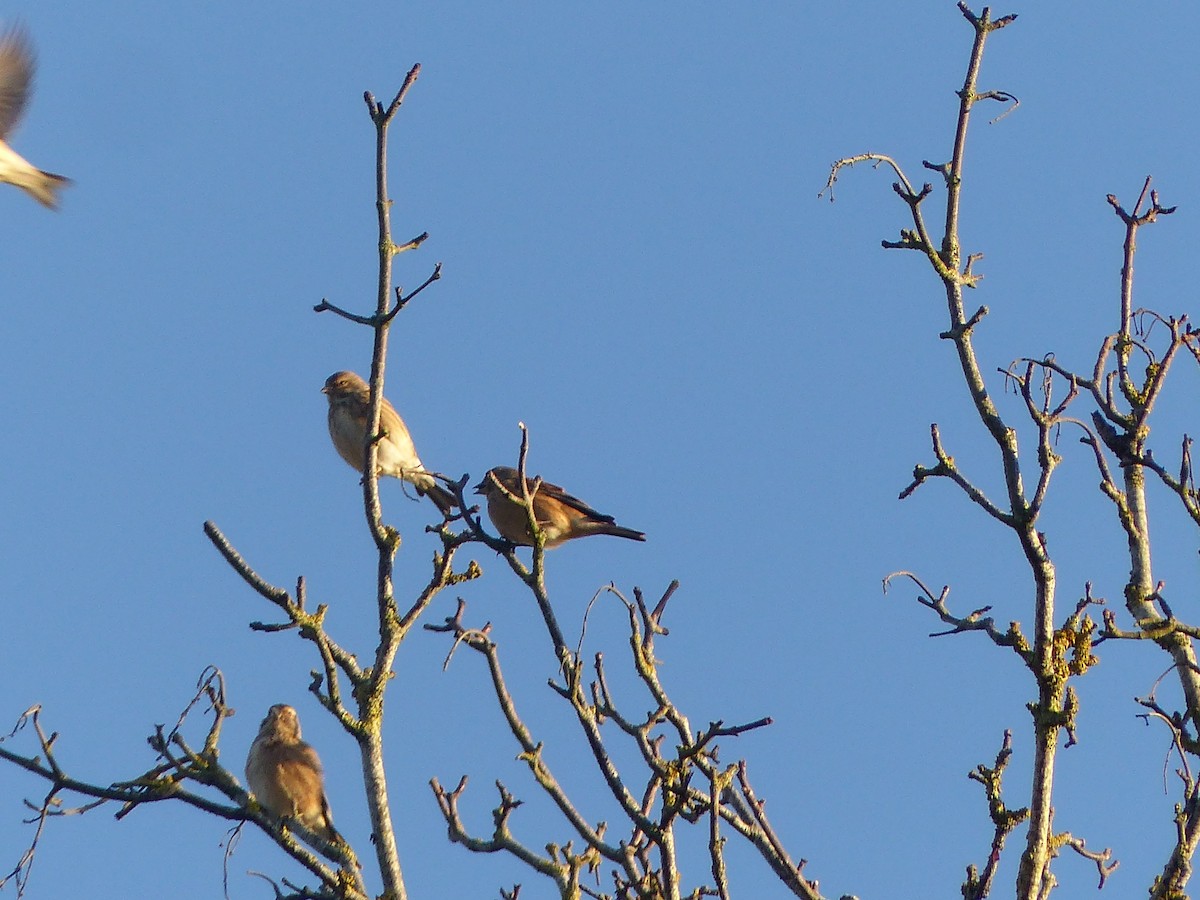 Eurasian Linnet - ML646846359
