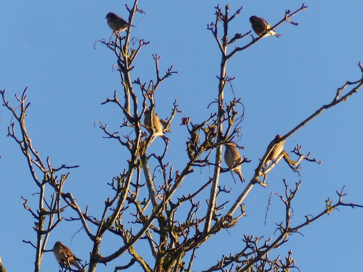 Eurasian Linnet - ML646846360
