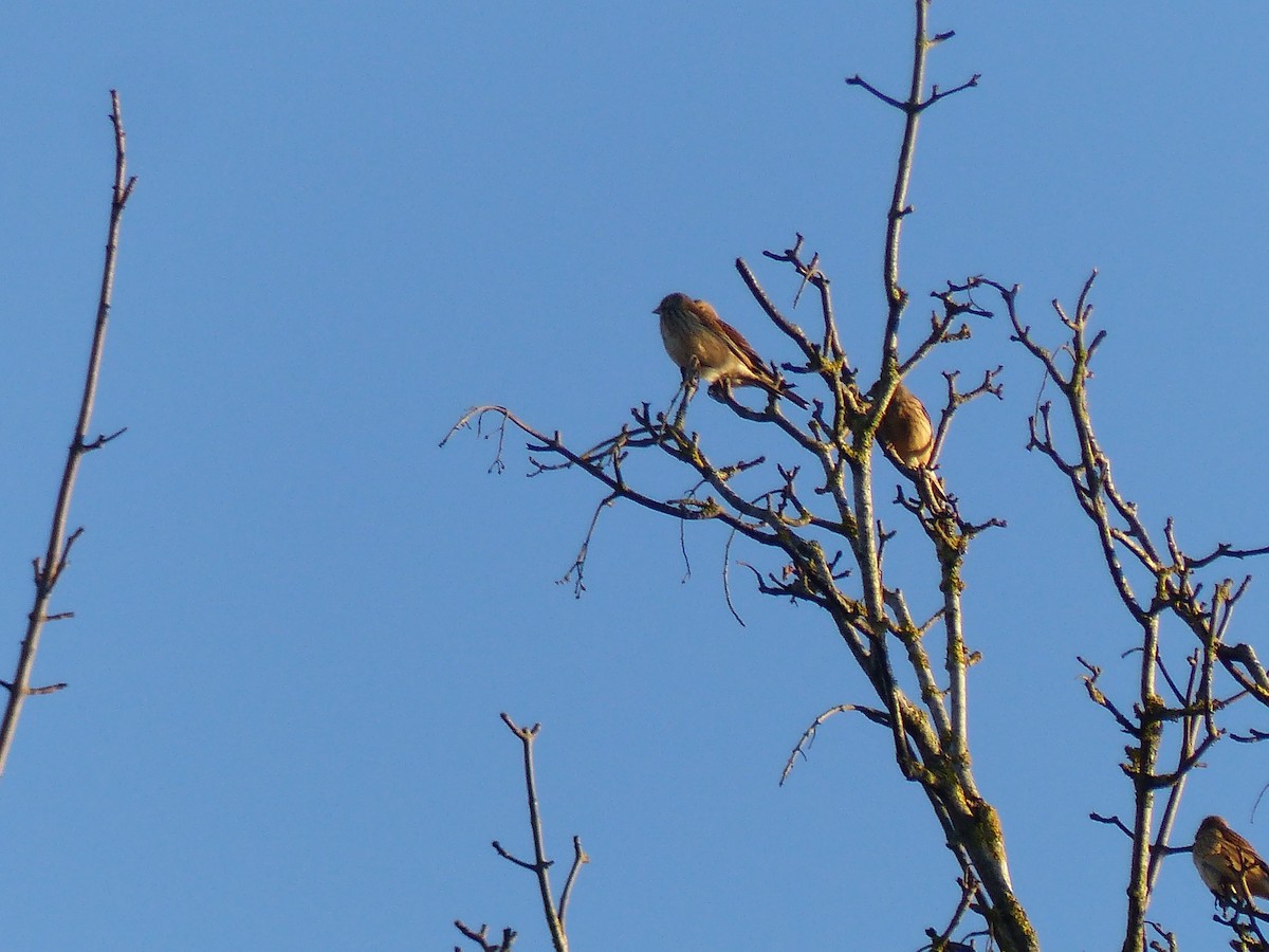 Eurasian Linnet - ML646846361