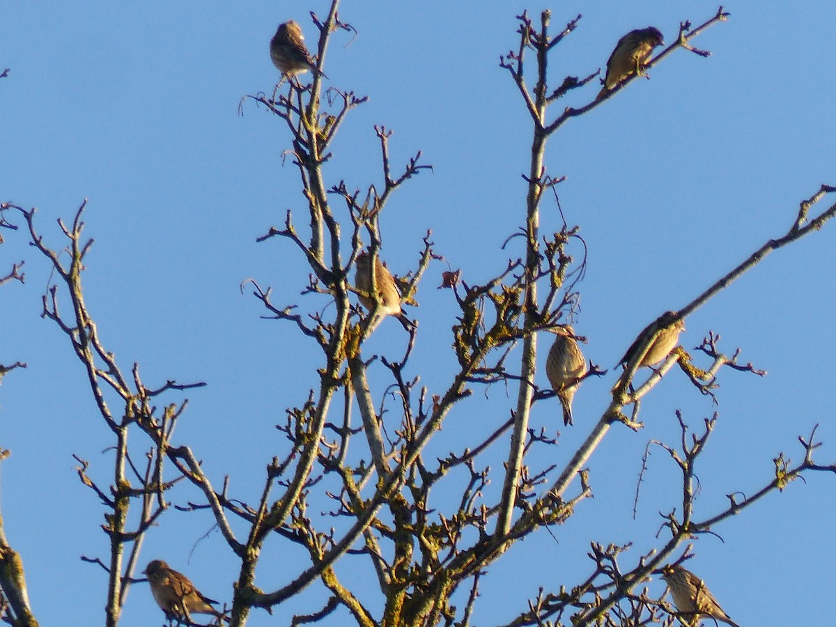 Eurasian Linnet - ML646846362