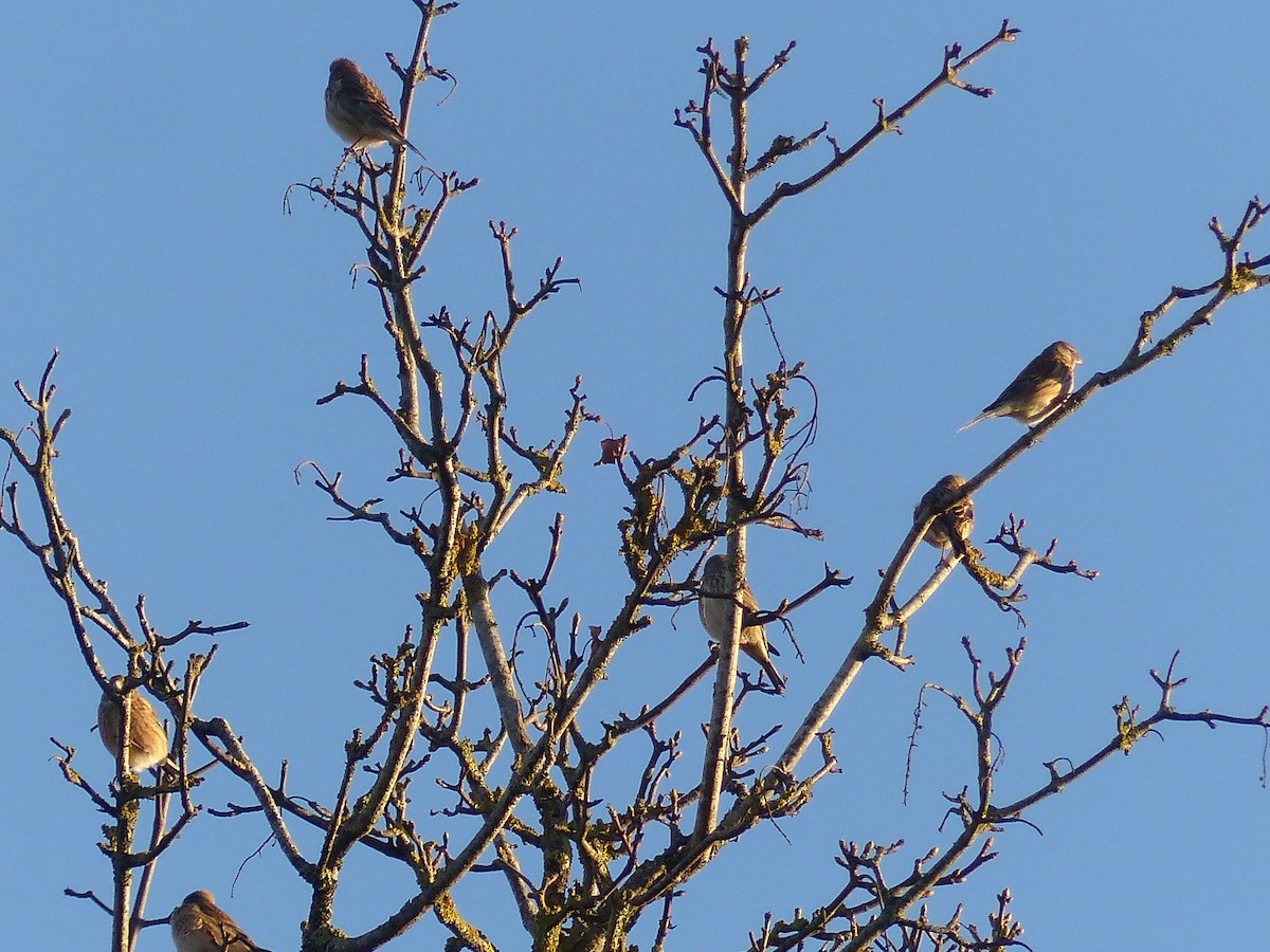 Eurasian Linnet - ML646846363