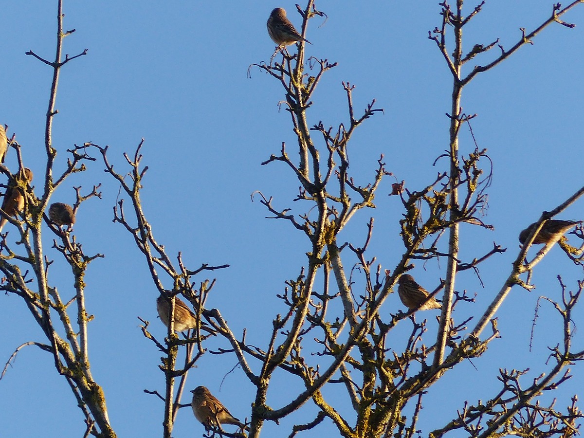 Eurasian Linnet - ML646846364