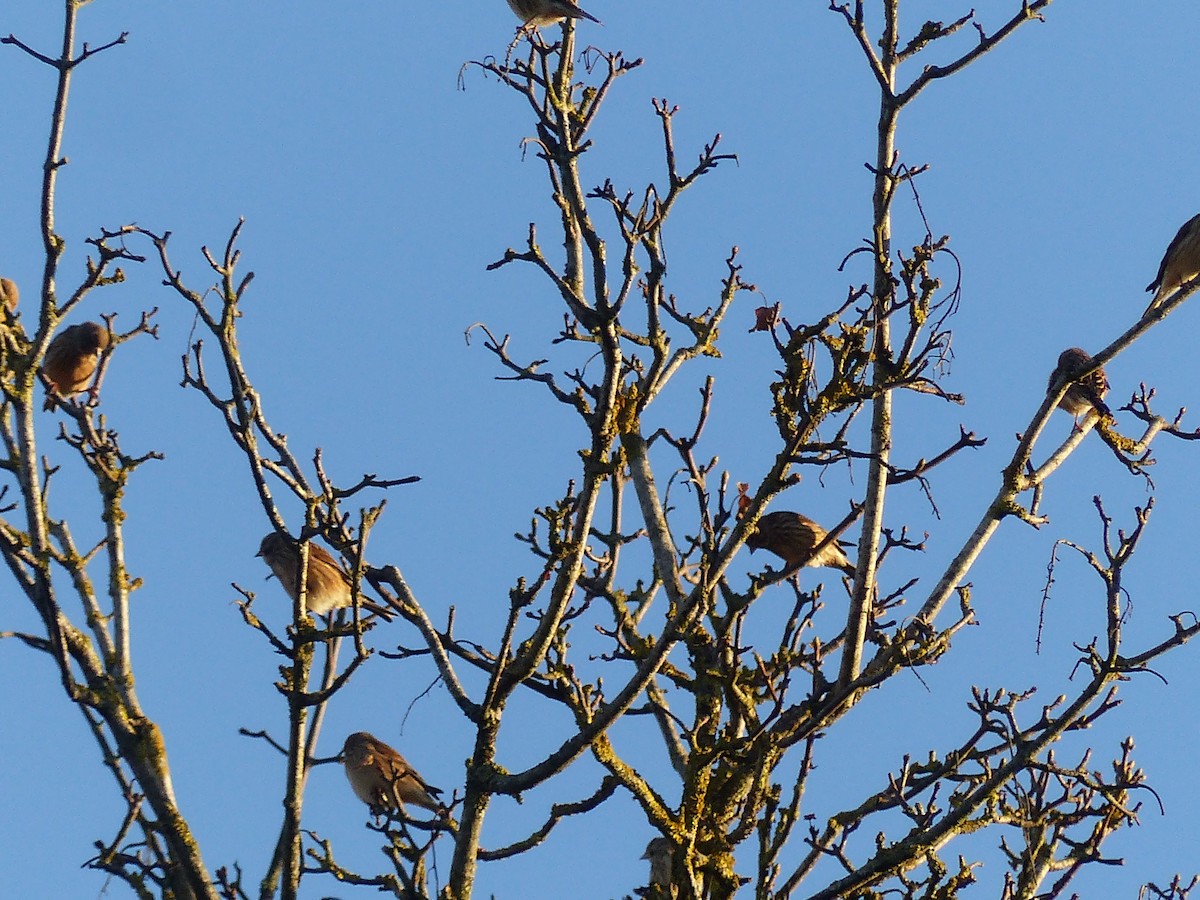 Eurasian Linnet - ML646846365