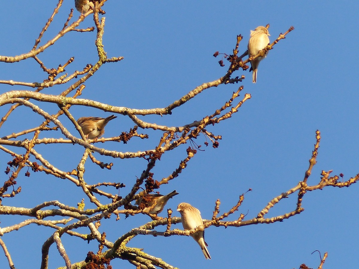 Eurasian Linnet - ML646846366
