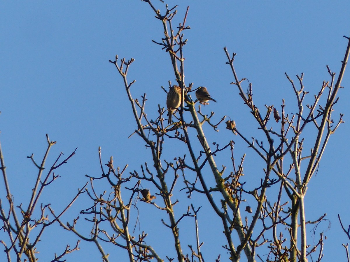 Eurasian Linnet - ML646846367
