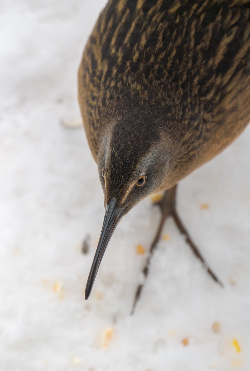 Virginia Rail - ML646846370