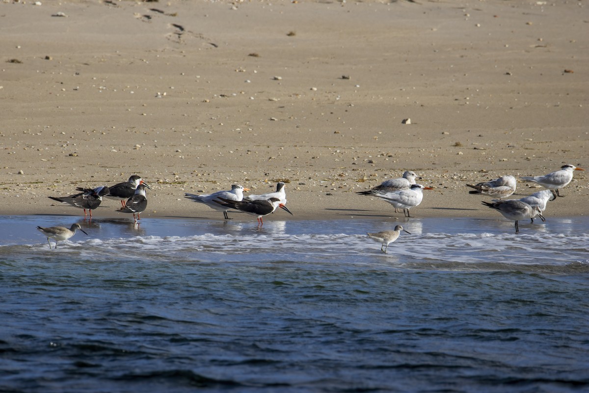 Willet - ML646846371