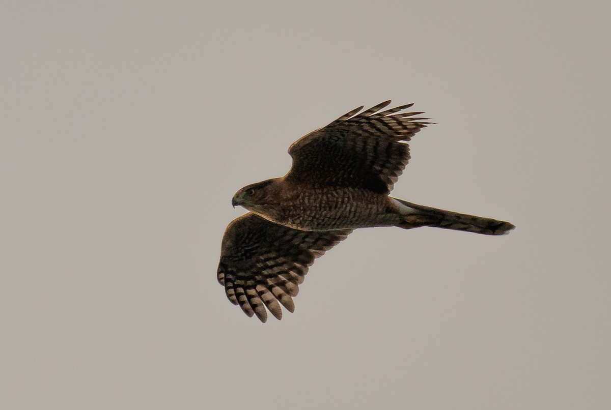 Cooper's Hawk - ML646846372