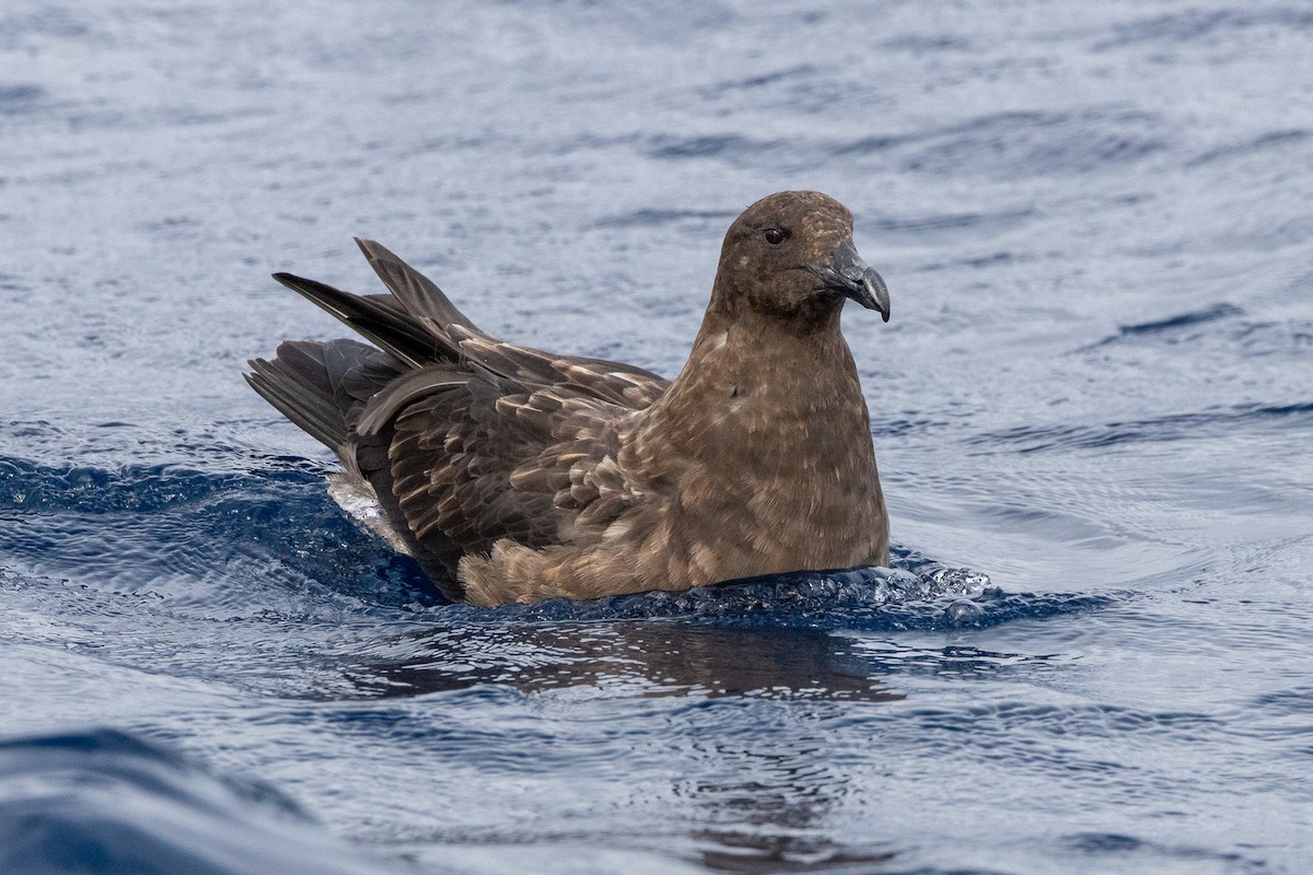 Brown Skua - ML646846379