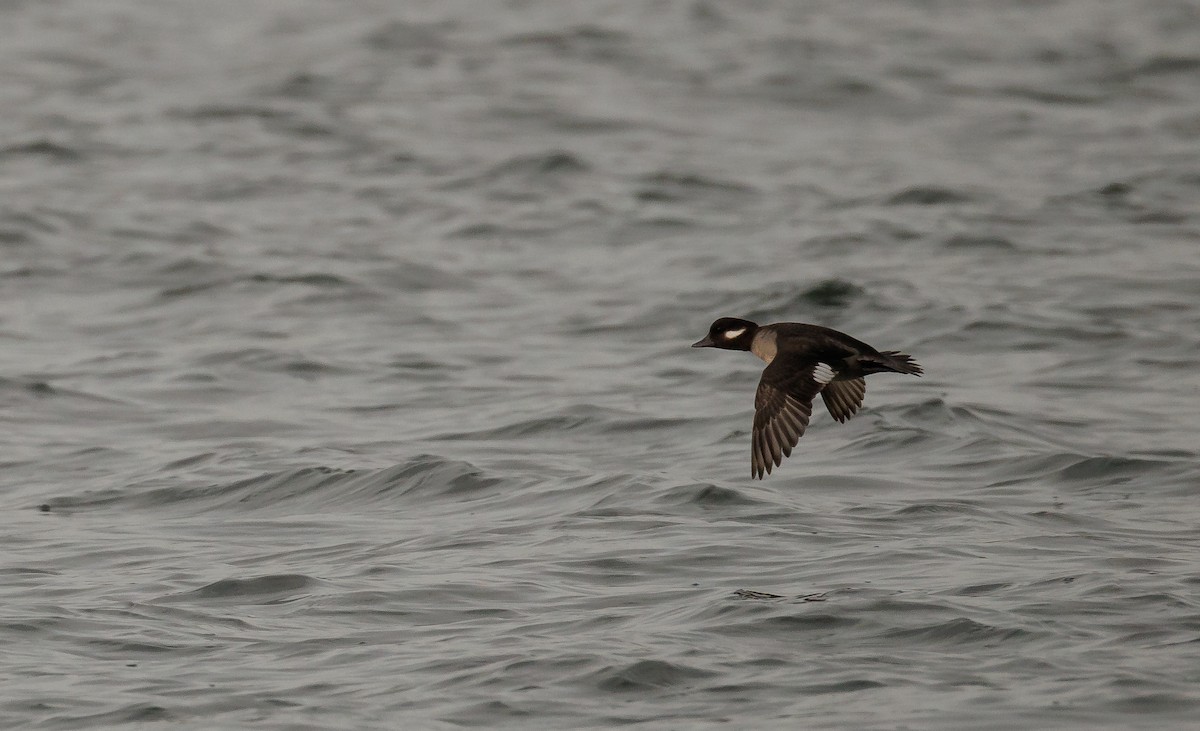 Murgilari buruzuria - ML646846386