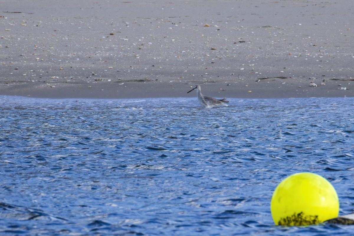 Willet - ML646846391