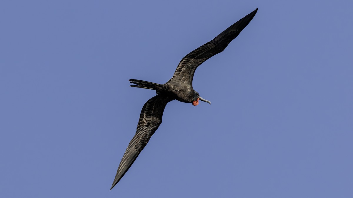 Magnificent Frigatebird - ML646846392