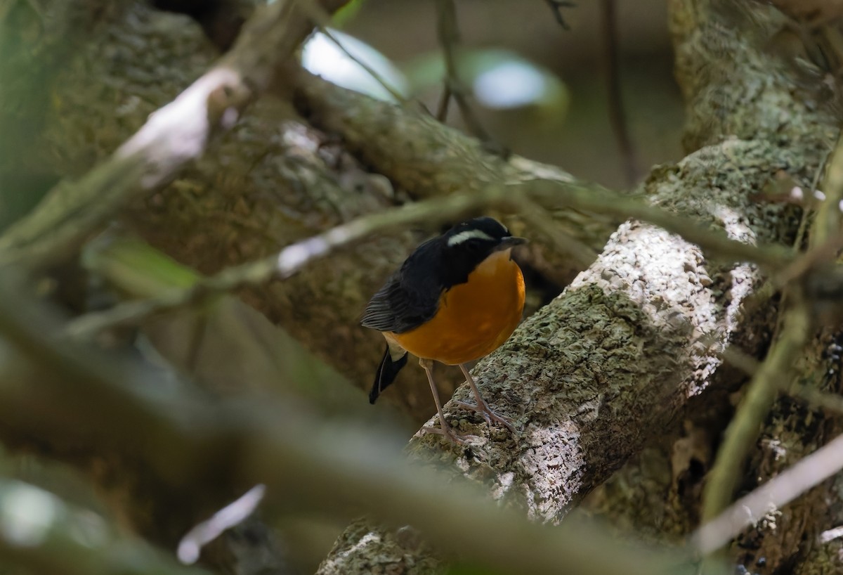 Indian Blue Robin - ML646846396