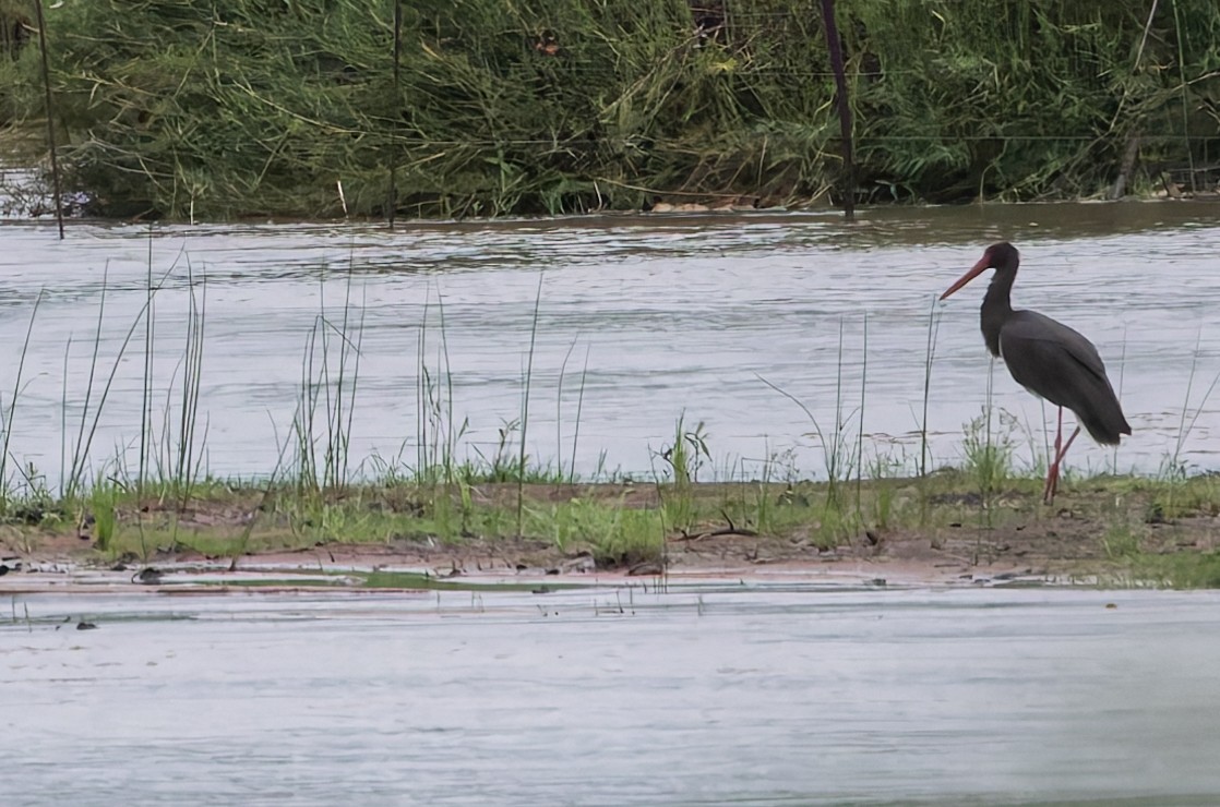 Black Stork - ML646846399