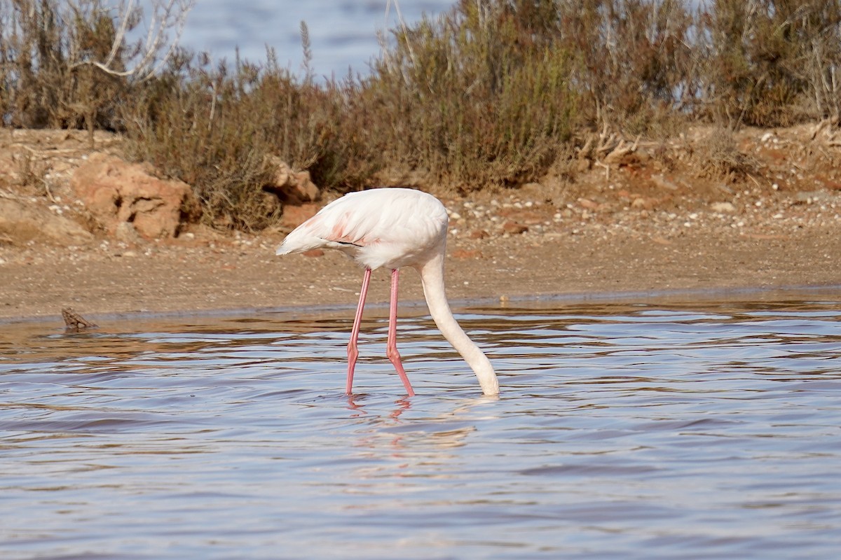 Greater Flamingo - ML646846401
