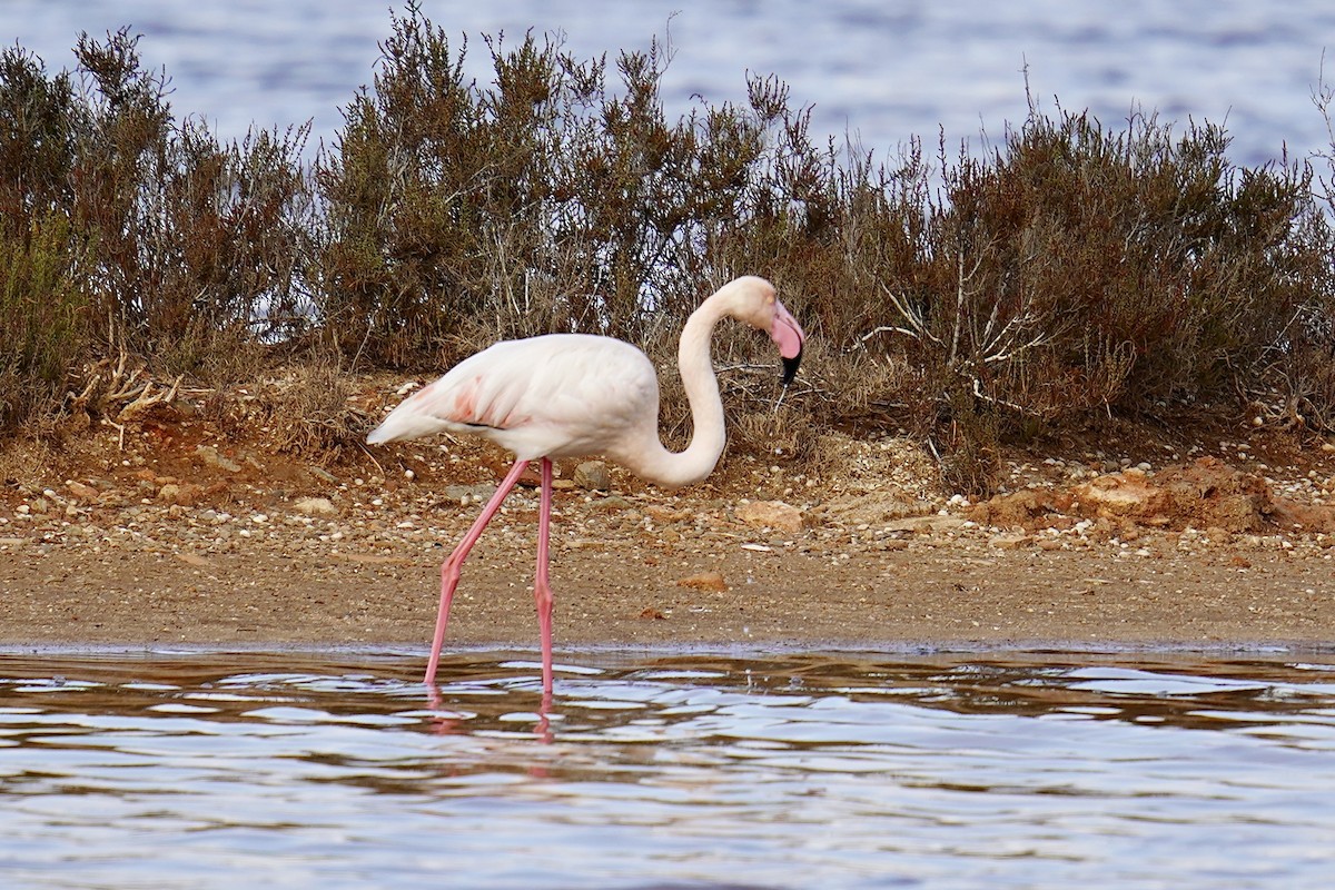 Greater Flamingo - ML646846402