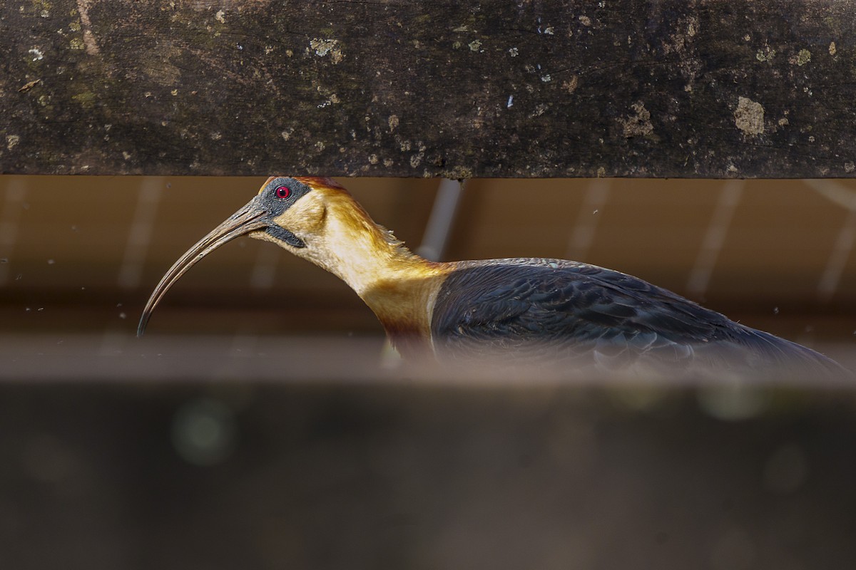 ibis bělokřídlý - ML646846406