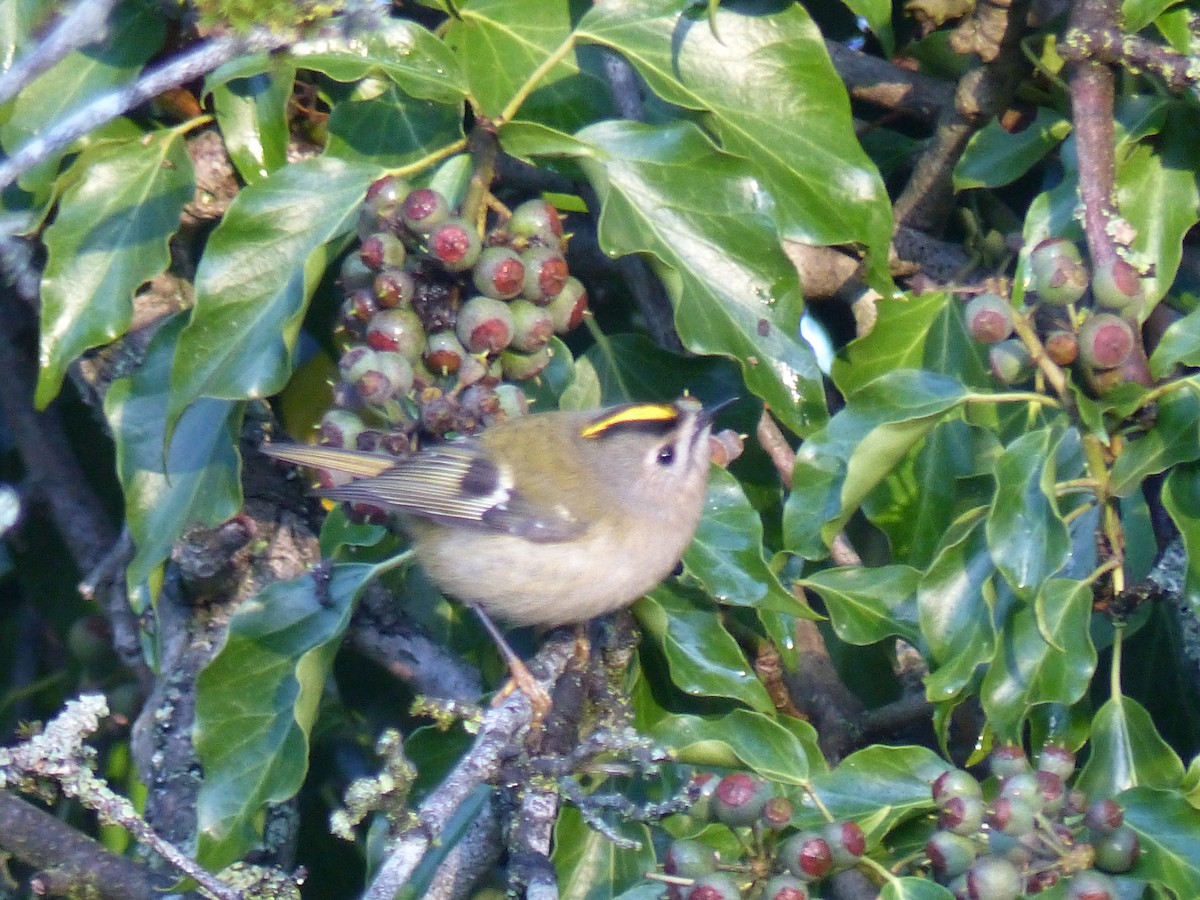 Goldcrest - ML646846407
