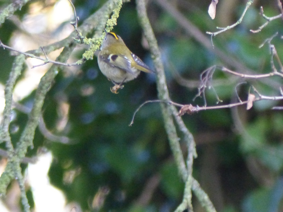 Goldcrest - ML646846408