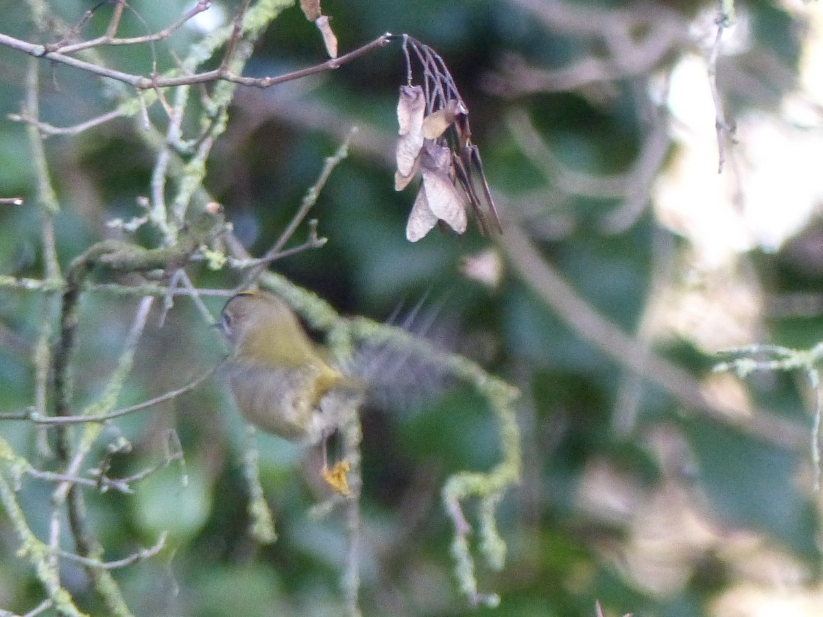 Goldcrest - ML646846409