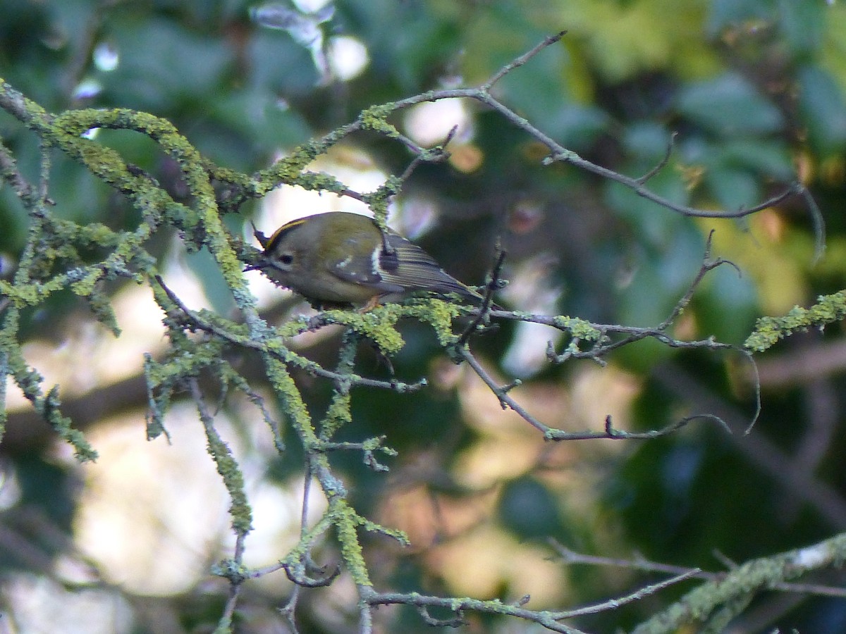 Goldcrest - ML646846410