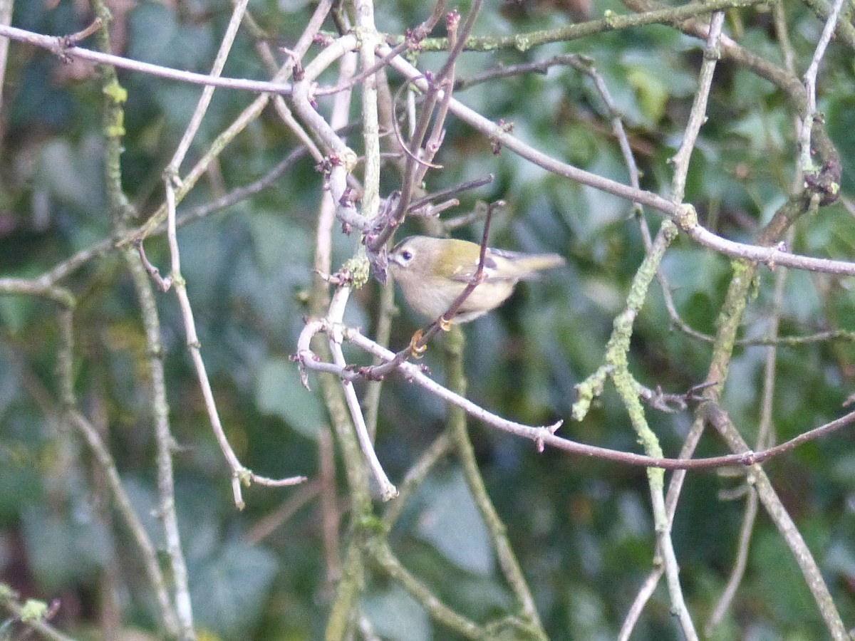 Goldcrest - ML646846411