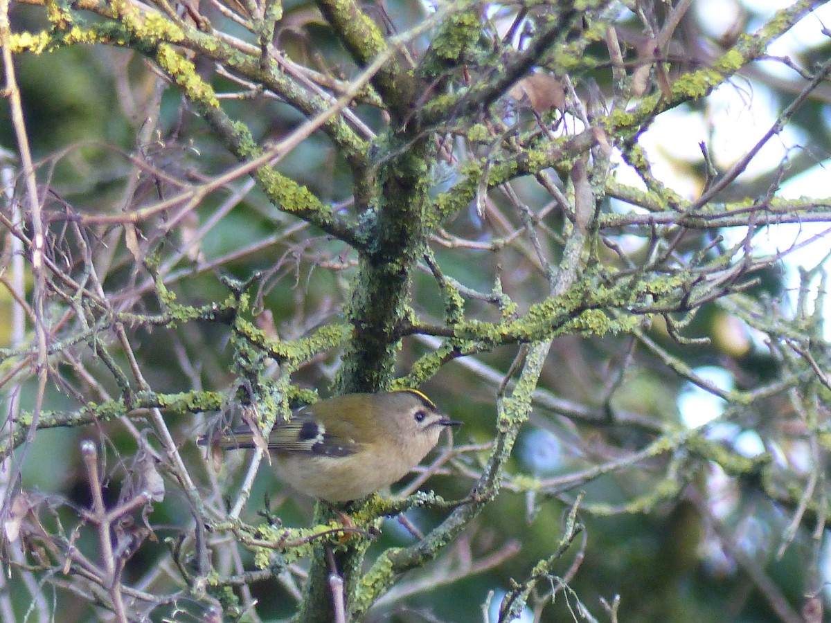 Goldcrest - ML646846412