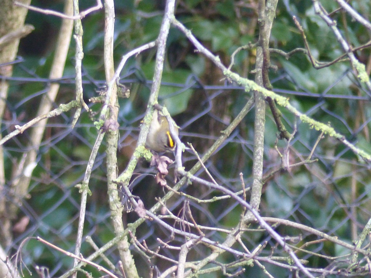 Goldcrest - ML646846413