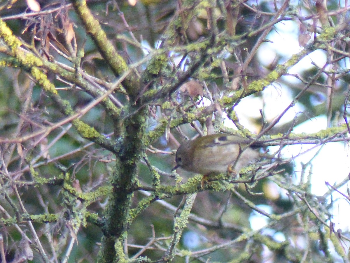 Goldcrest - ML646846414