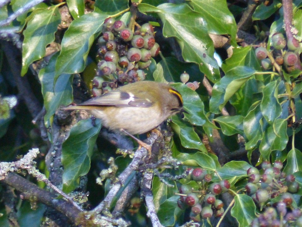 Goldcrest - ML646846415