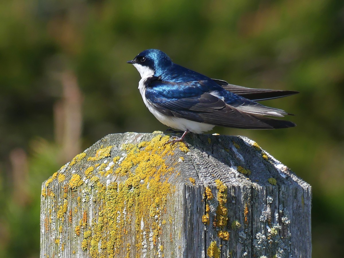 Tree Swallow - ML646846423