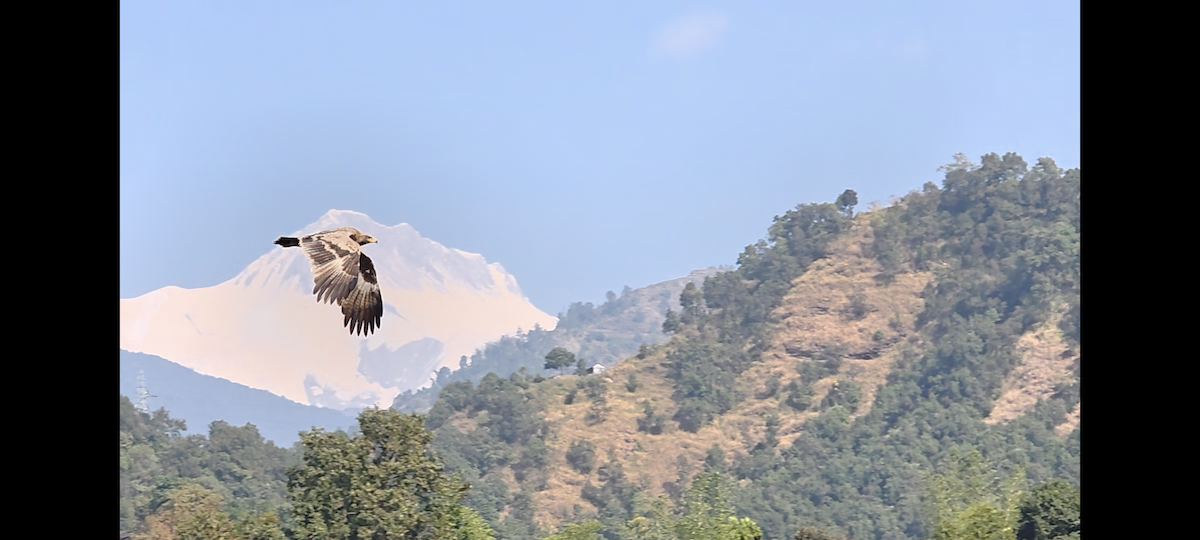 Steppenadler - ML646846424