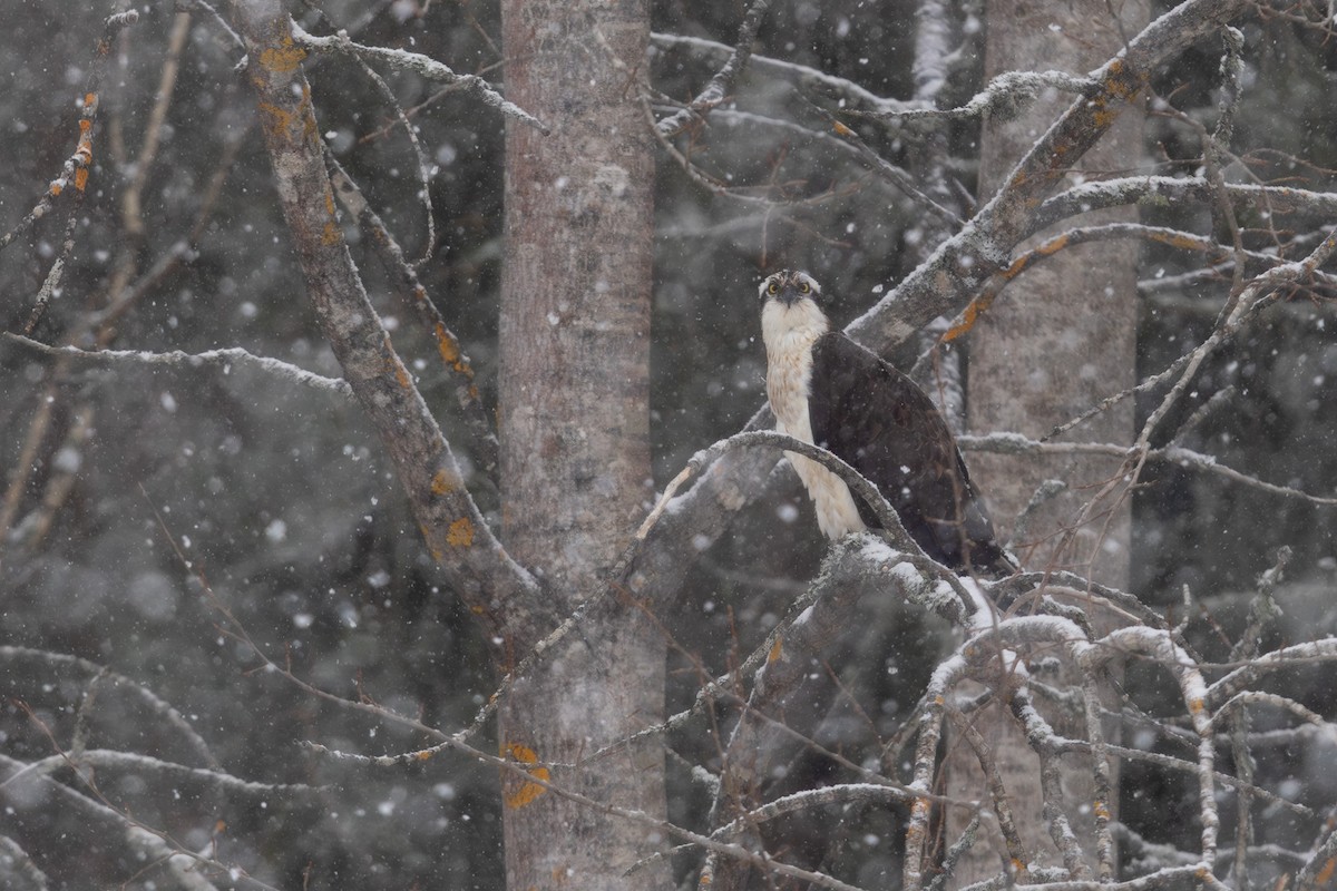 Fischadler - ML646846426