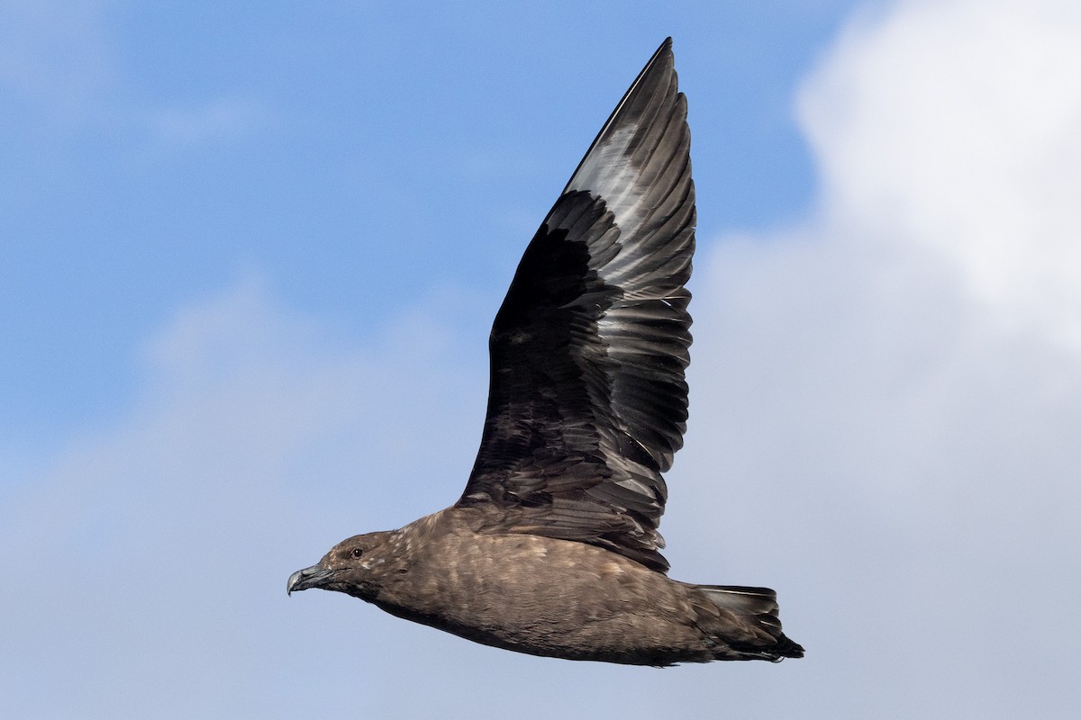 Brown Skua - ML646846427