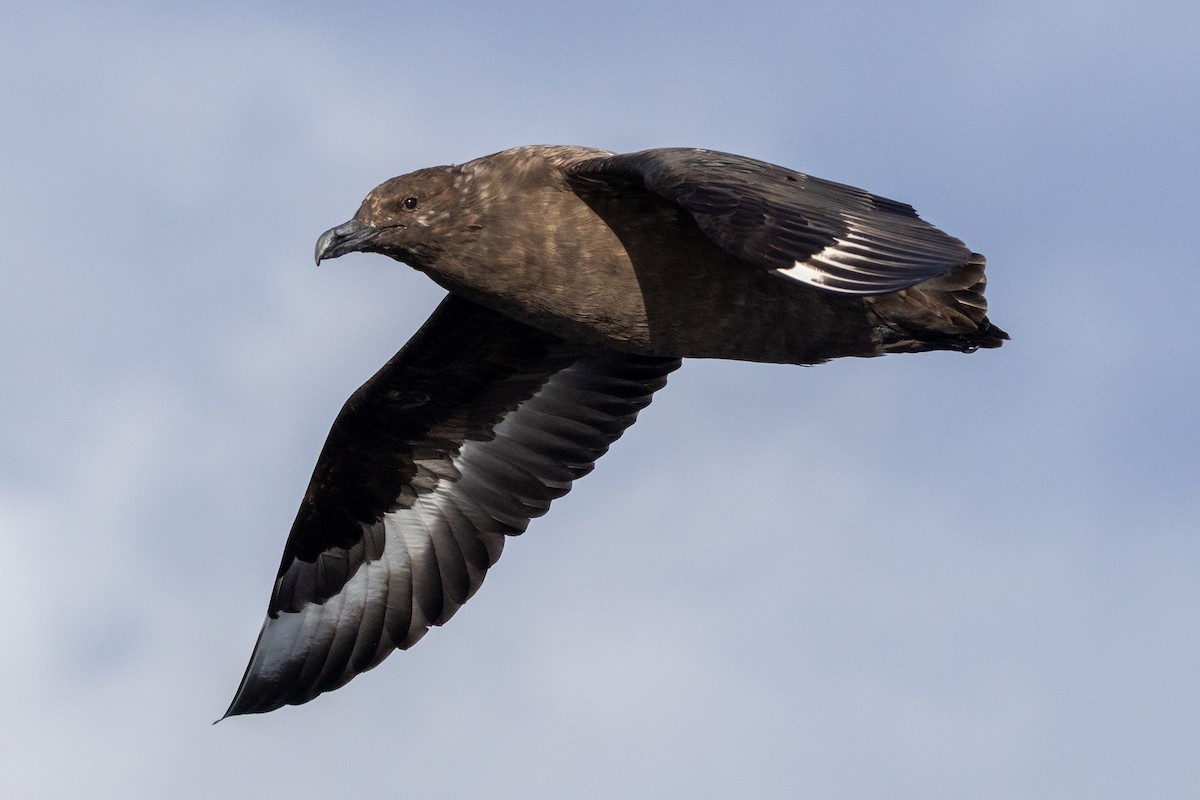 Brown Skua - ML646846428