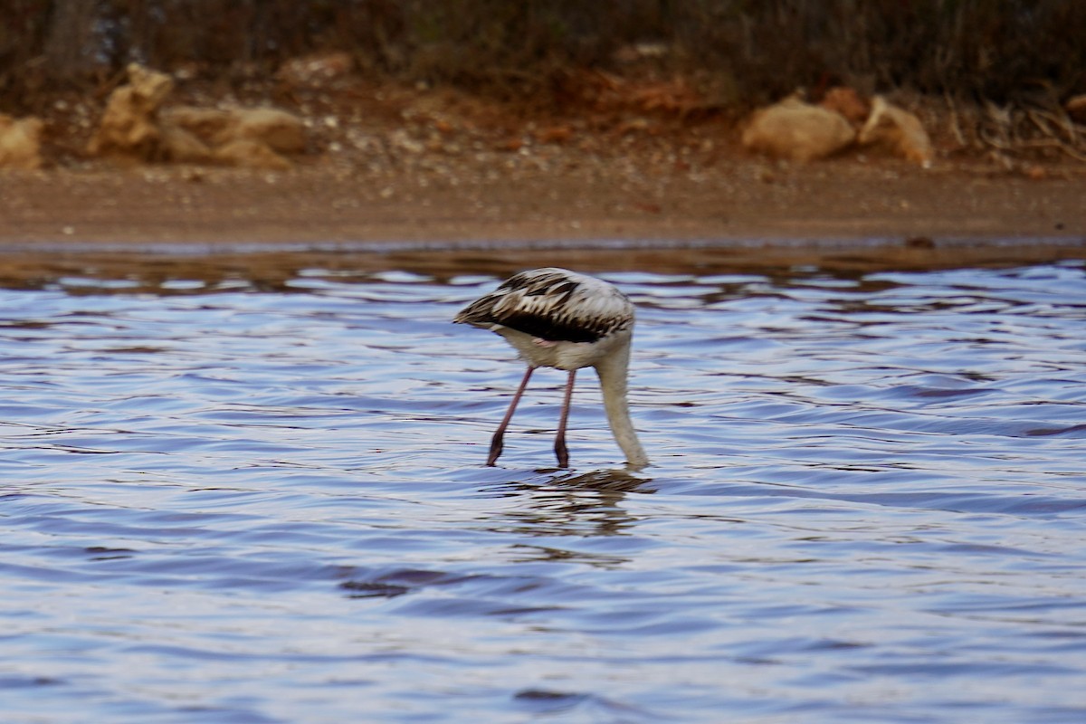 Greater Flamingo - ML646846435