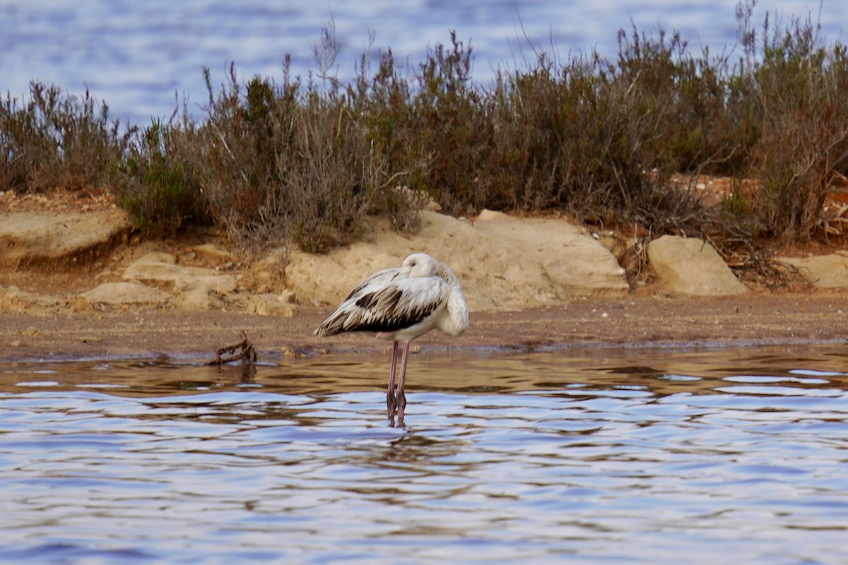 Greater Flamingo - ML646846436