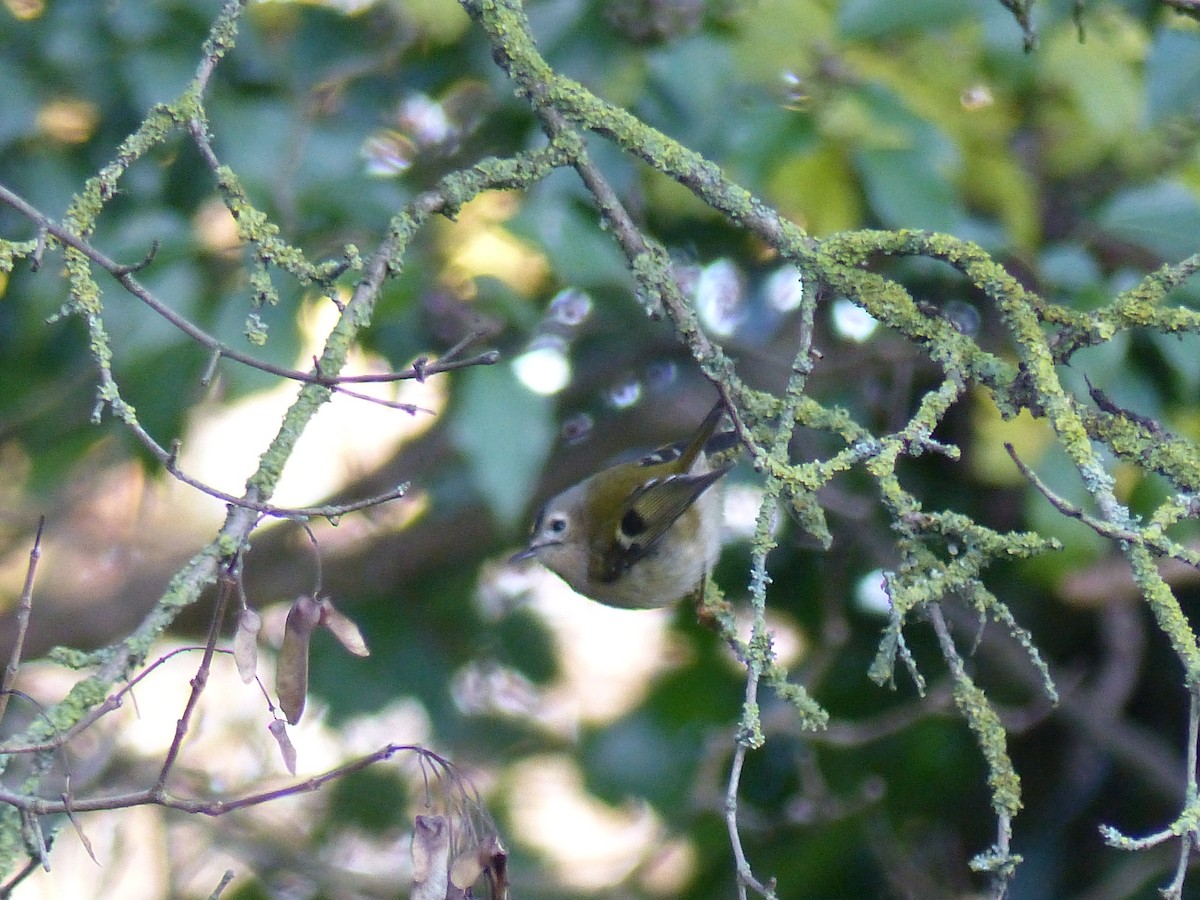 Goldcrest - ML646846437